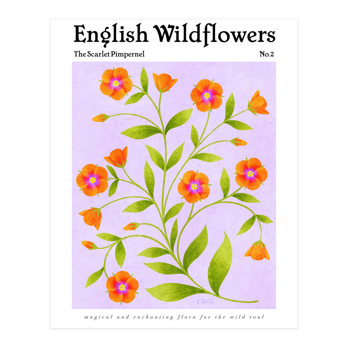 English Wildflowers | Scarlet Pimpernel  (Print Only)