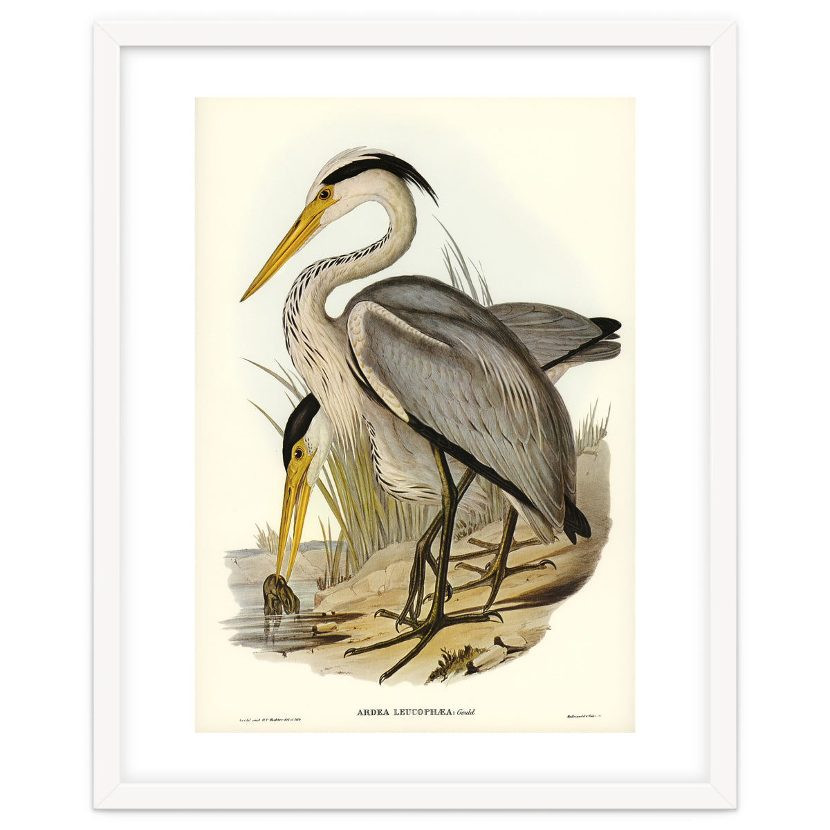 Elizabeth Gould – Great Grey Heron (Ardea leucophaea) | Birds of Australia Illustration