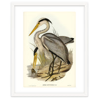 Elizabeth Gould – Great Grey Heron (Ardea leucophaea) | Birds of Australia Illustration