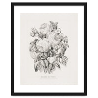 Currier & Ives – Rose of May (1870)