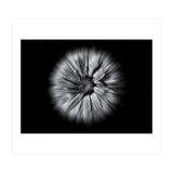 Backyard Flowers In Black And White No 10 Flow Version (Print Only) thumbnail