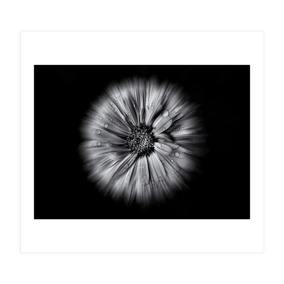 Backyard Flowers In Black And White No 10 Flow Version (Print Only)