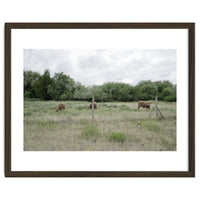 Cows in the farm