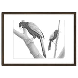 Yucatan Jays thumbnail