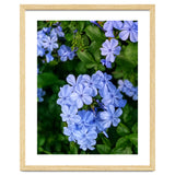 Blue Plambago Flowers thumbnail