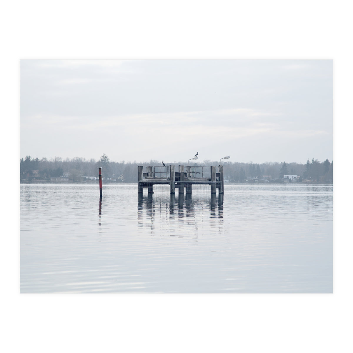 Birds rest in the Lake (Print Only)