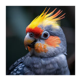 Cockatiel Parrot With Yellow Crest And Orange Cheeks (Print Only) thumbnail