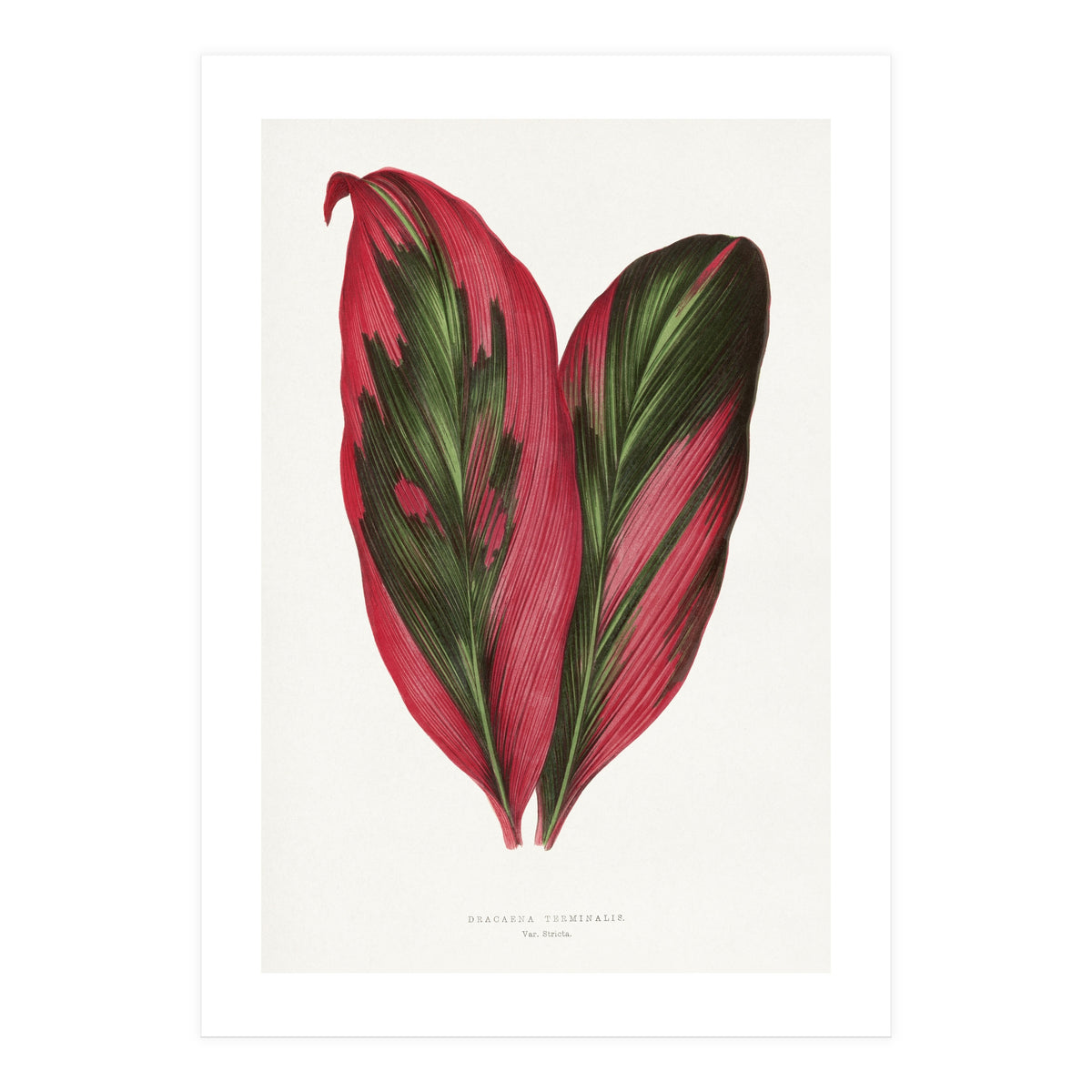 Alexander Francis Lydon & Benjamin Fawsett – Pink Dracaena Terminalis Leaf (1865) (Print Only)