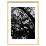 Tree Black Silhouette thumbnail