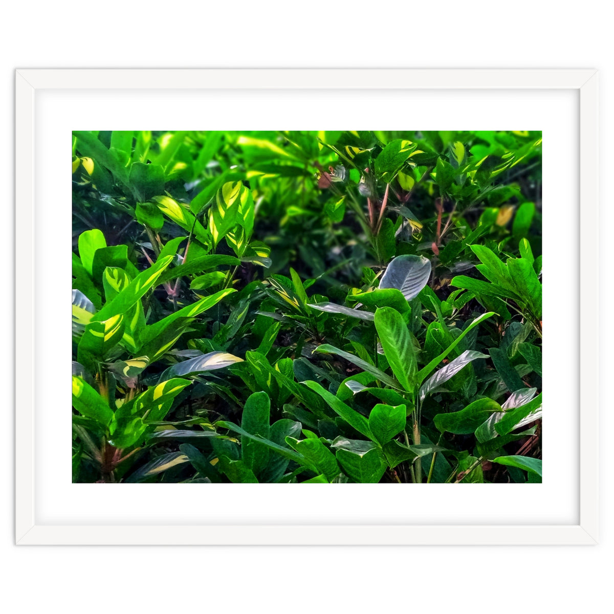 Green House Plant Leaves
