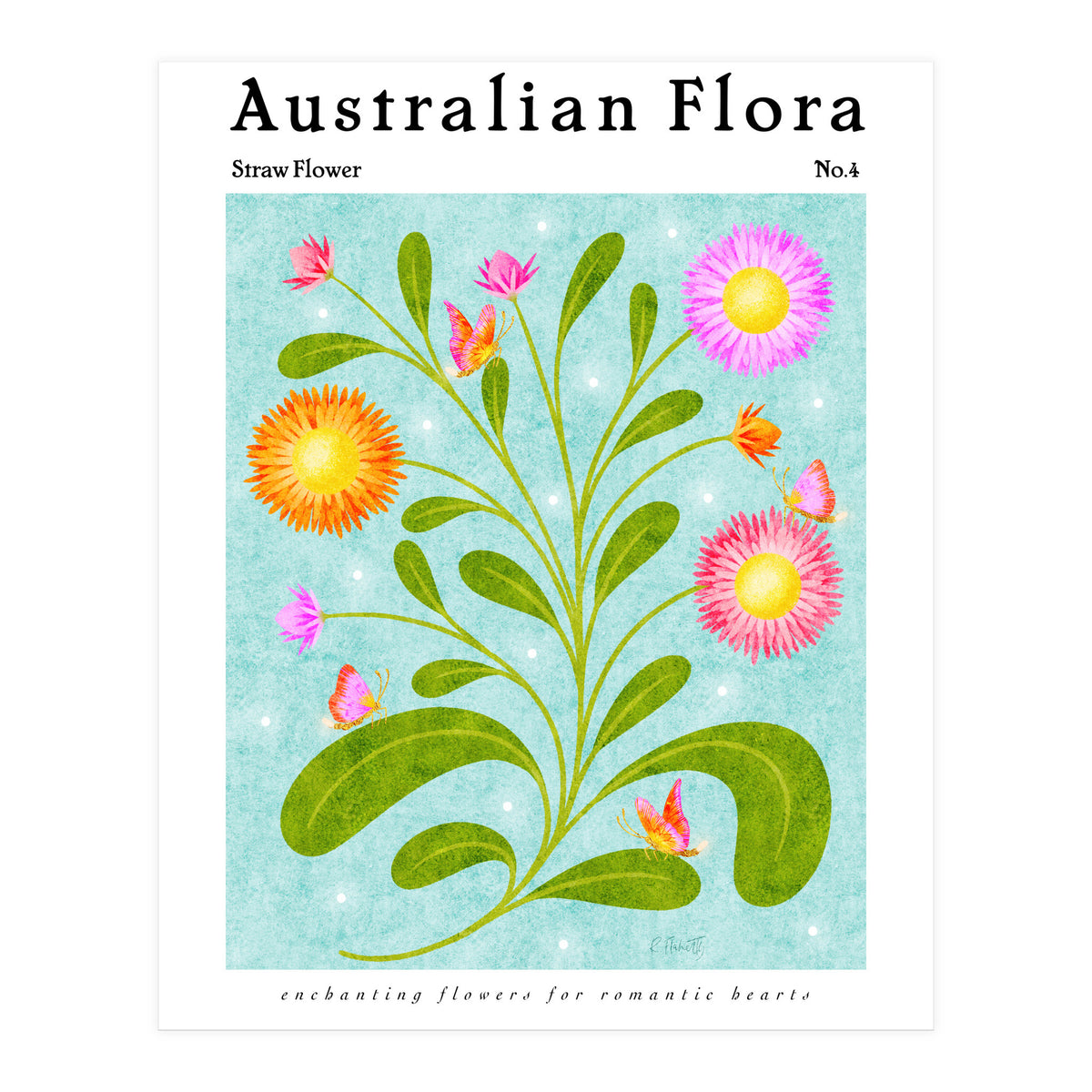Australian Flora: Straw Flower (Print Only)