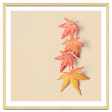 Maple In Pastel thumbnail