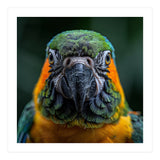 Blue And Gold Macaw Face Focused Portrait (Print Only) thumbnail