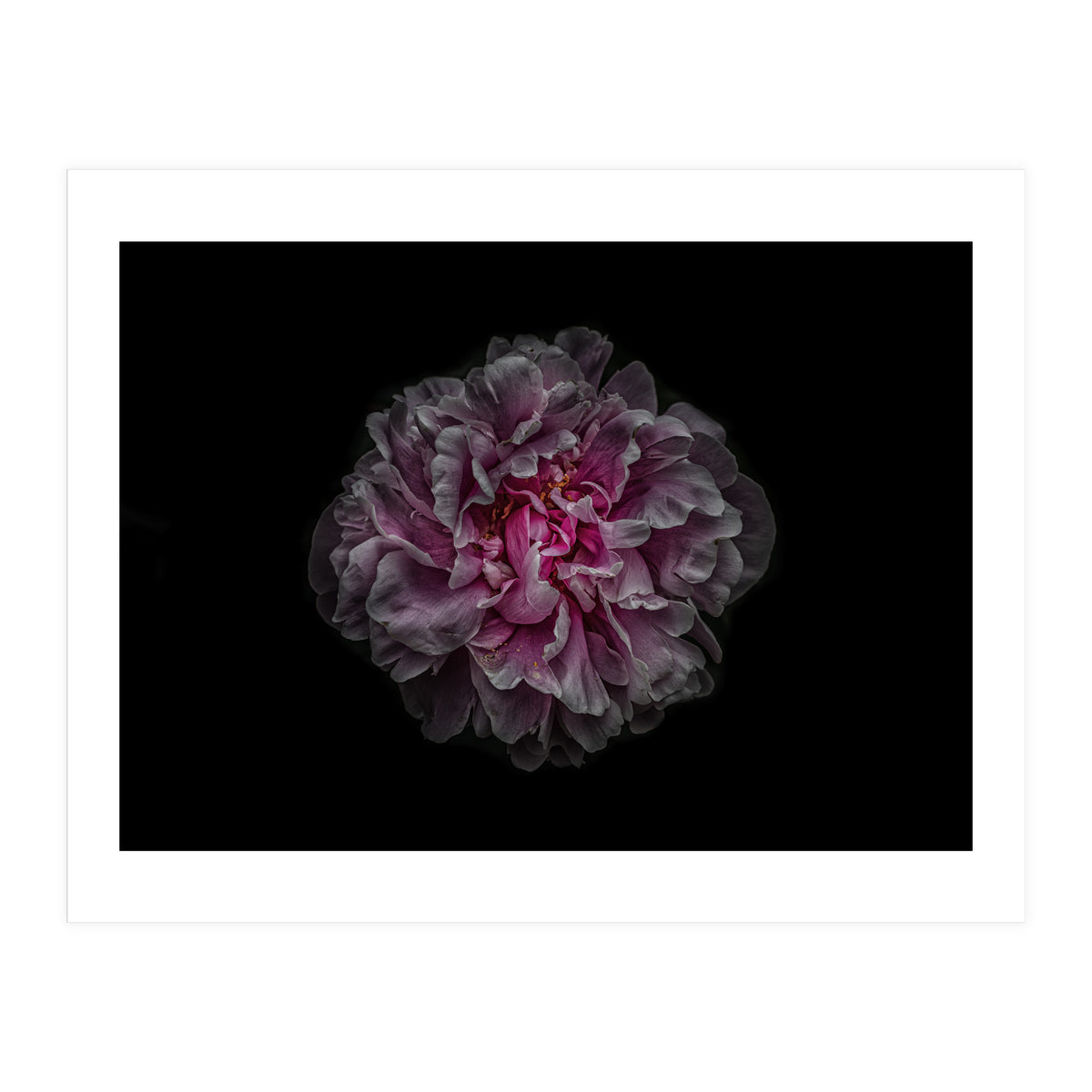 Backyard Flowers No 116 Color Version (Print Only)