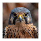 Close Up Kestrel Falcon Bird Portrait Majestic (Print Only) thumbnail