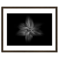 Backyard Flowers In Black And White No 28 Flow Version