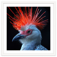Secretary Bird
