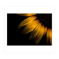 Backyard Flowers No 28 Sunflower (Print Only)