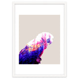 Macaw thumbnail
