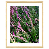 Lavender Flowers thumbnail