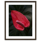 Red Anthurium Flower thumbnail
