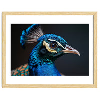 Close Up Peacock Head Blue Green Feather