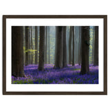 Bluebell forest thumbnail