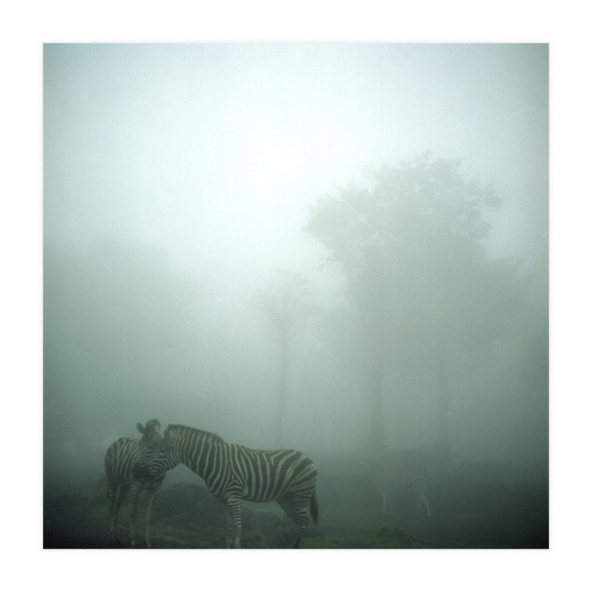 Silence of breath - 15 (Print Only)