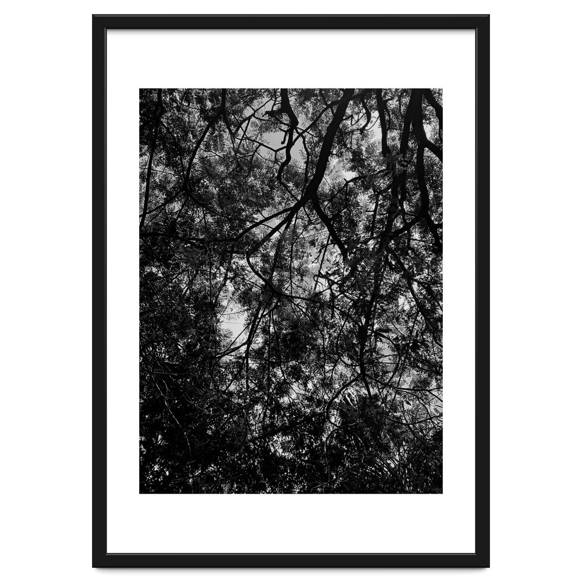 Tree From Below Black Silhouette