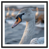 Majestic Swan Portrait In Snowy Waters thumbnail