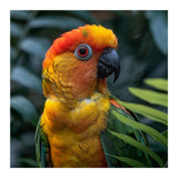 Close Up Of A Colorful Sun Conure Parrot (Print Only) thumbnail