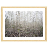 Lost in the birch forest thumbnail
