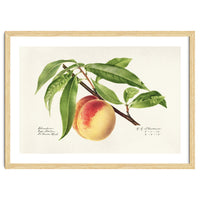 Royal Charles Steadman – Peach Twig (Prunus persica) (1918)