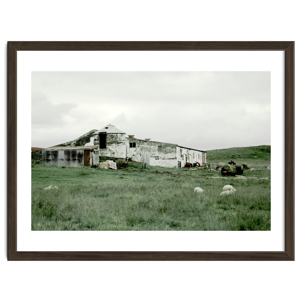 Sheep with a farmhouse - Iceland