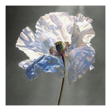 Shirley Poppy | Morning Silk (Print Only) thumbnail