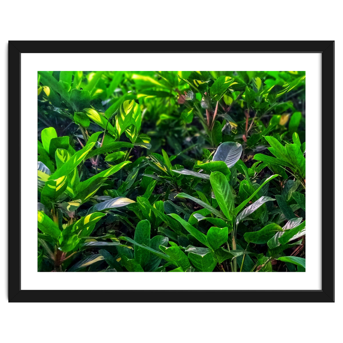 Green House Plant Leaves