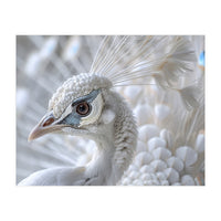 Close-up of a White Peacock (Print Only)