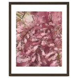 Pink Blossom thumbnail
