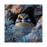 Close Up Falcon Eye Detail In Nest (Print Only) thumbnail