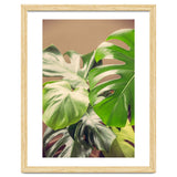 Monstera Mix thumbnail