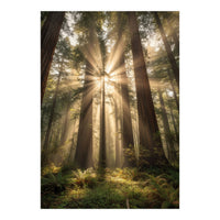 Ethereal Redwood Sanctuary: Sunbeams in the Ancient Forest (Print Only)