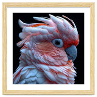 Pink Cockatoo Parrot Close Up Portrait Feather