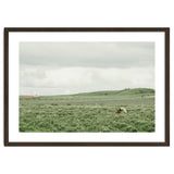 Horses in the middle of the green field - Iceland thumbnail