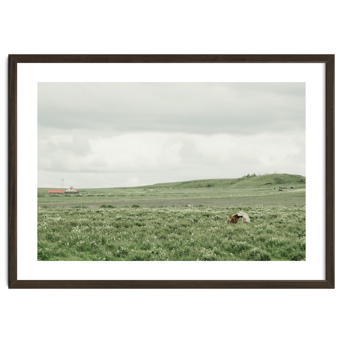 Horses in the middle of the green field - Iceland