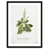 Georg Dionysius Ehret – Cinnamomum Illustration (1708–1770) thumbnail