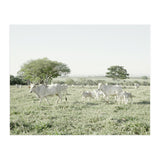 LIVING TOGETHER - WHITE COWS FAMILY (Print Only) thumbnail