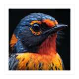 Vibrant Bird With Orange And Blue Plumage (Print Only) thumbnail