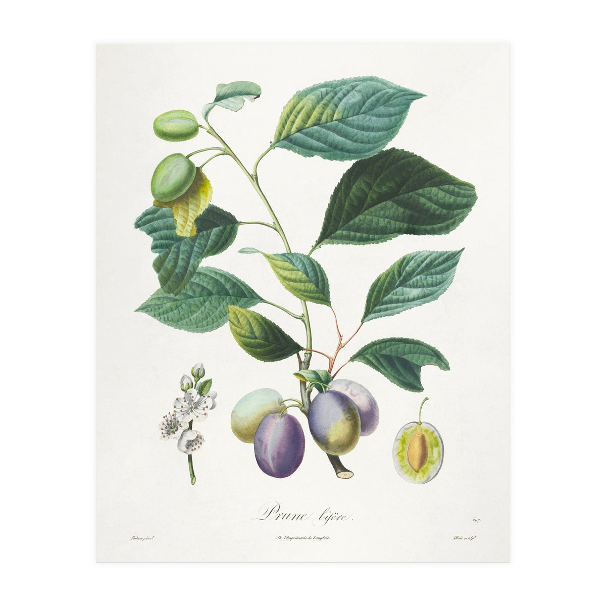 Henri-Louis Duhamel du Monceau – Prune Bifère (1808–1835) (Print Only)