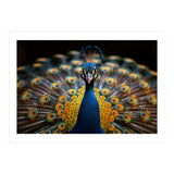 Close Up Peacock Displaying Its Feathers (Print Only) thumbnail