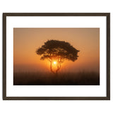 Tree at sunrise thumbnail